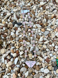 The Pink Pony